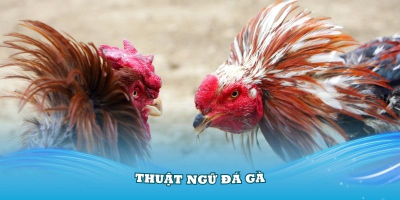 Thuật ngữ đá gà